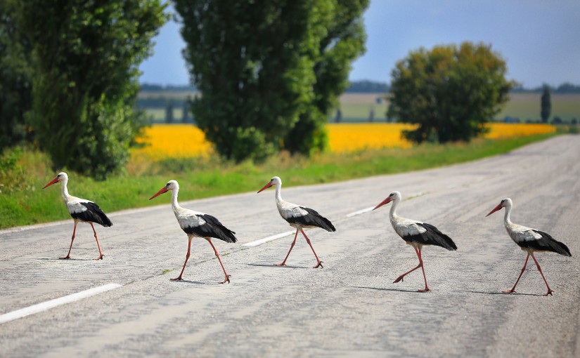 storks cross the road the highway in rural areas