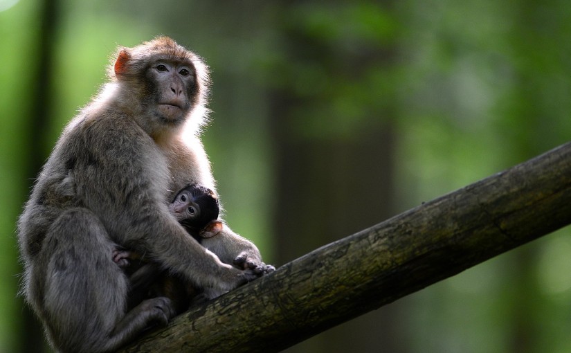 Montagne des Singes 2022