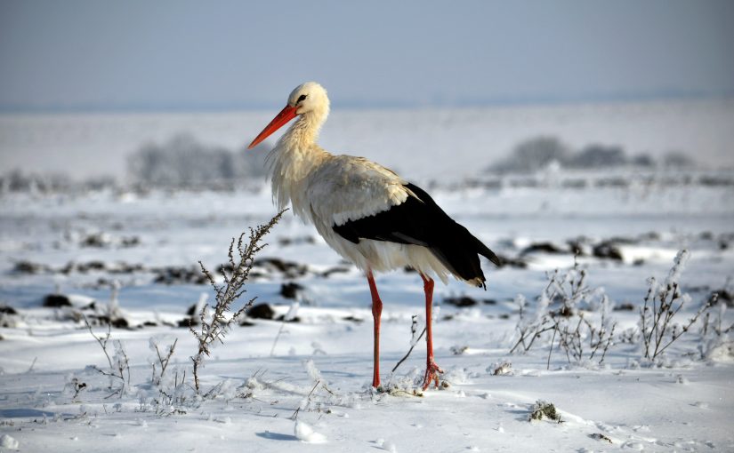 Pass’Alsace Hiver 2025/2026 : découvrez l’Alsace en Hiver à prix réduit !