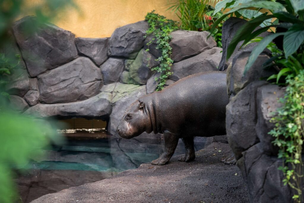 Top activités en famille en Alsace - Zoo de Mulhouse