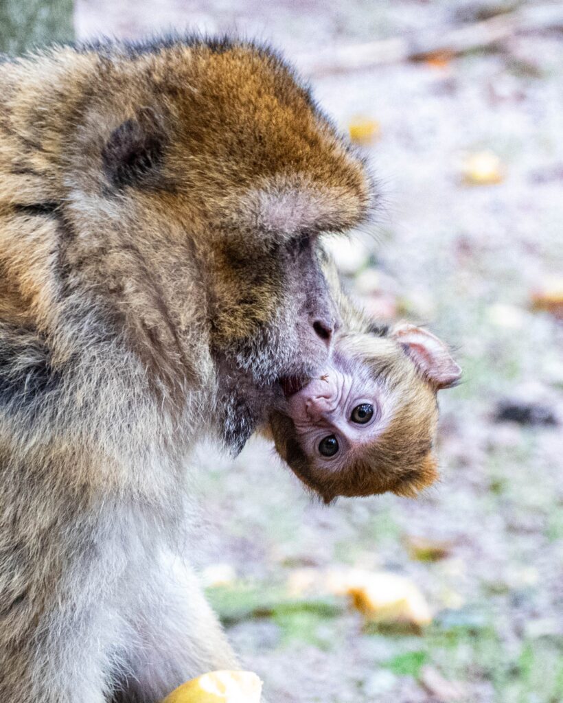 Automne à la Montagne des Singes - Toussaint 2025